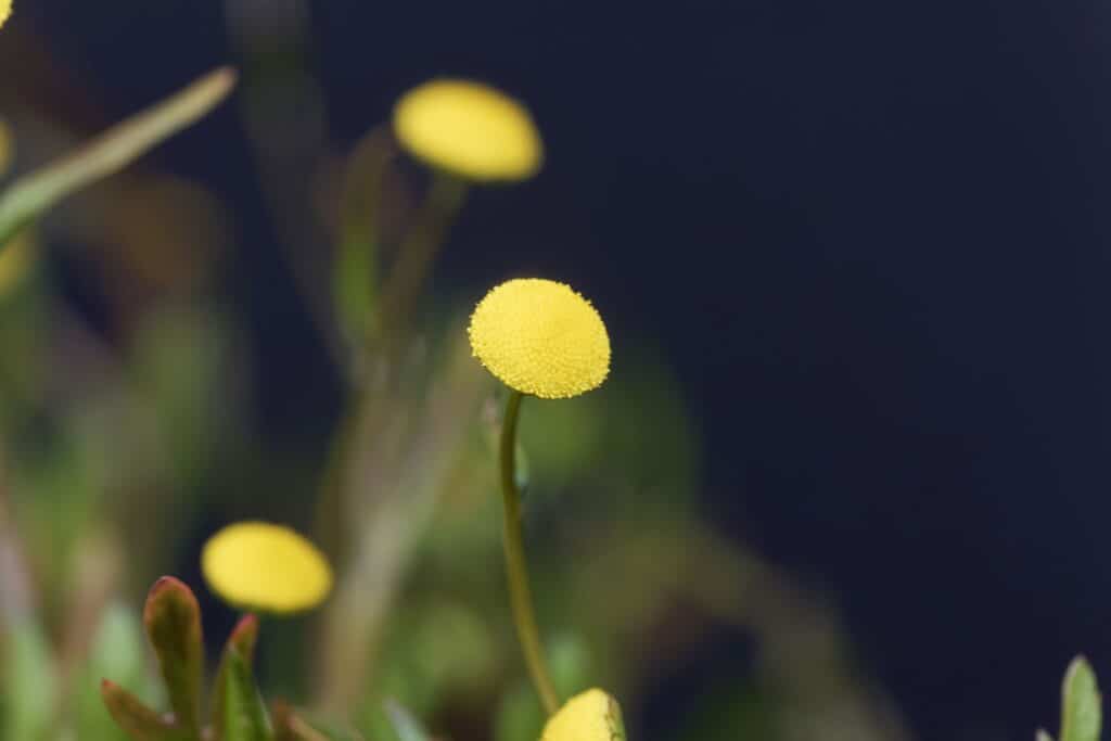 Foto a macroistruzione di un fiore a bottone in ottone, Cotula coronopifolia