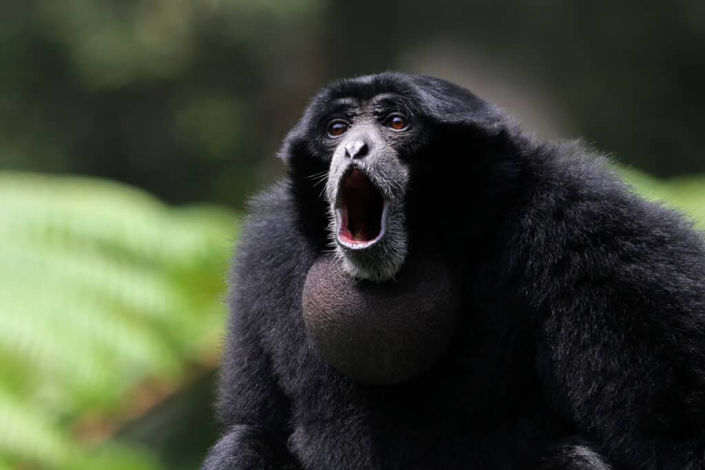 Una scimmia siamang che vocalizza nella foresta