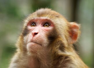 Le scimmie hanno il mento?

