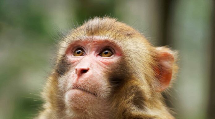 Le scimmie hanno il mento?
