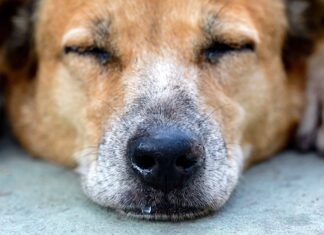 Ecco perché il tuo cane ha un naso che cola
