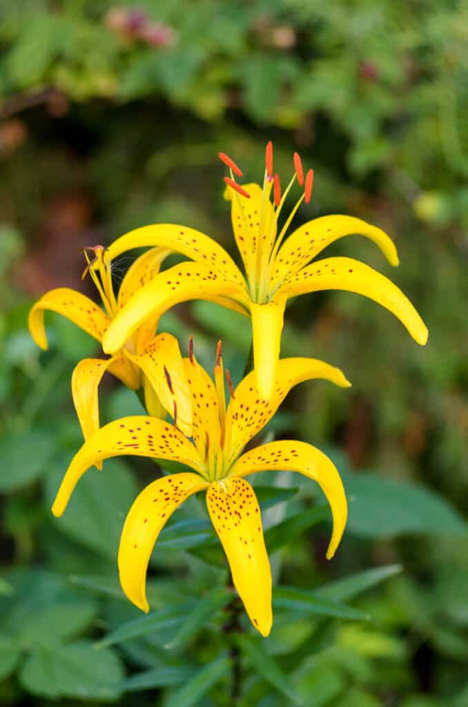 Lilium canadense giallo brillante screziato bellissimo fiore estivo per sfondi e sfondi