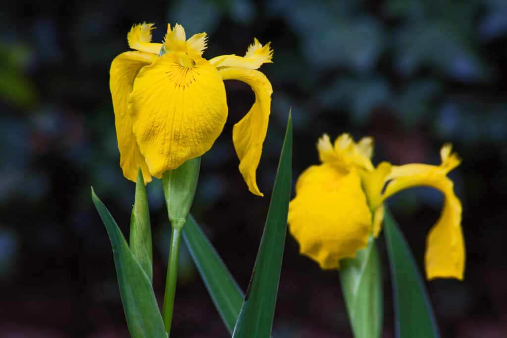Iris bandiera gialla (Iris pseudacorus)