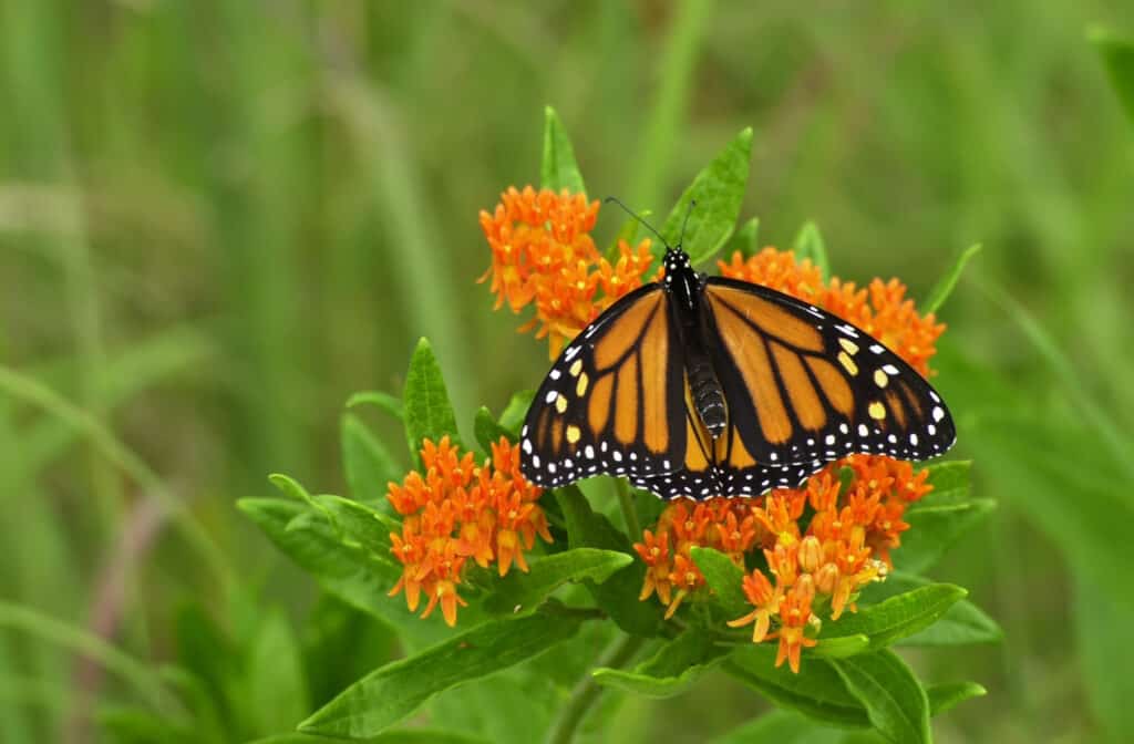 Una farfalla monarca nera e arancione su un fiore arancione di Butterfly Weed (Asclepias tuberosa) su uno sfondo di verde indistinto.