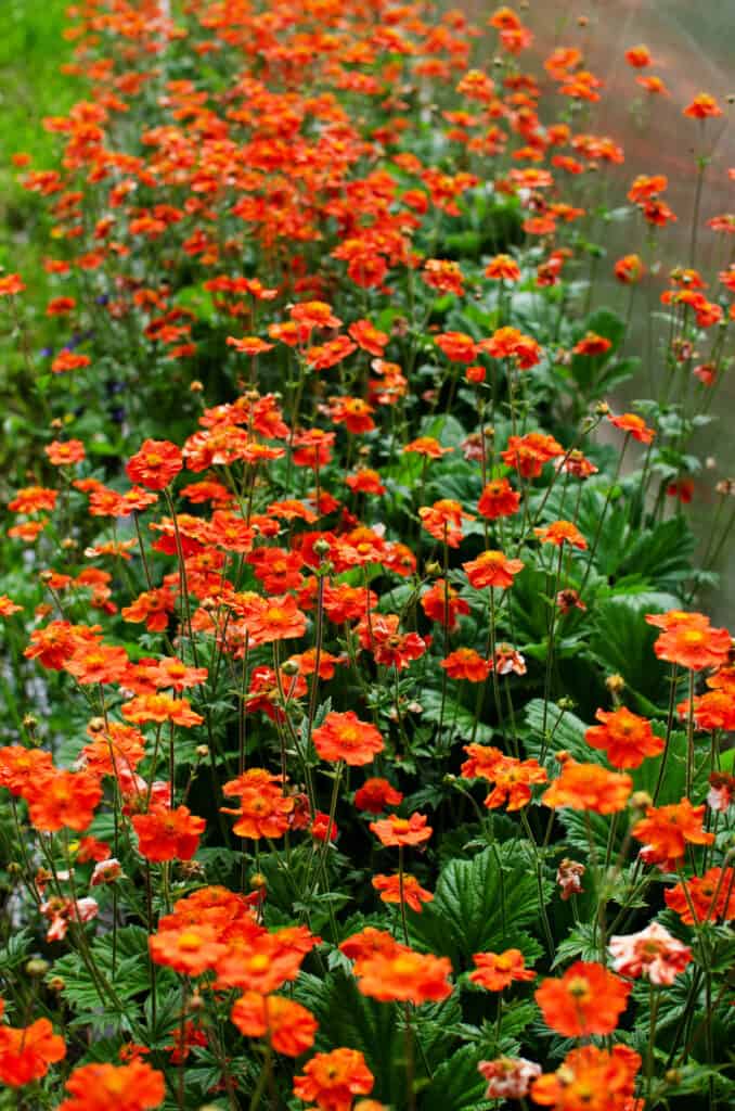 Fiori rosso brillante Geum coccineum Borisii