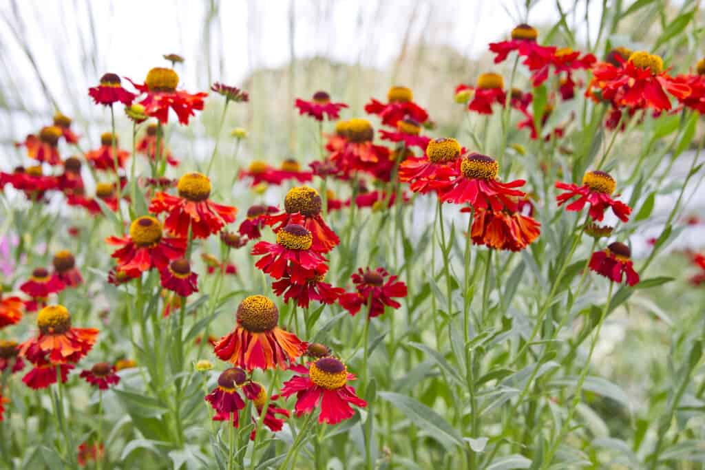 Fiore di Helenium colorato riscaldato in un giardino estivo, luglio.  Helenium 'Moerheim Beauty'