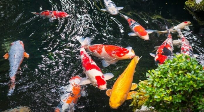 Beautiful Koi in a pond in Japan.