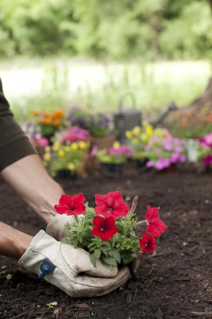 Giardiniere che pianta una pianta di petunia rossa in un letto da giardino.