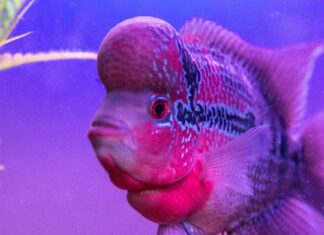 Pesce Flowerhorn
