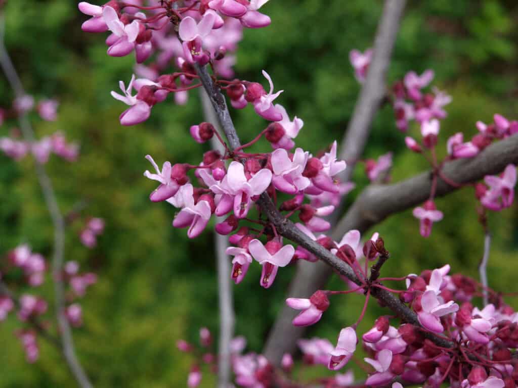 Forest Pansy Redbud contro Eastern Redbud