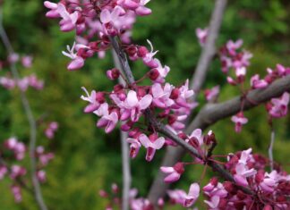 Forest Pansy Redbud vs Eastern Redbud