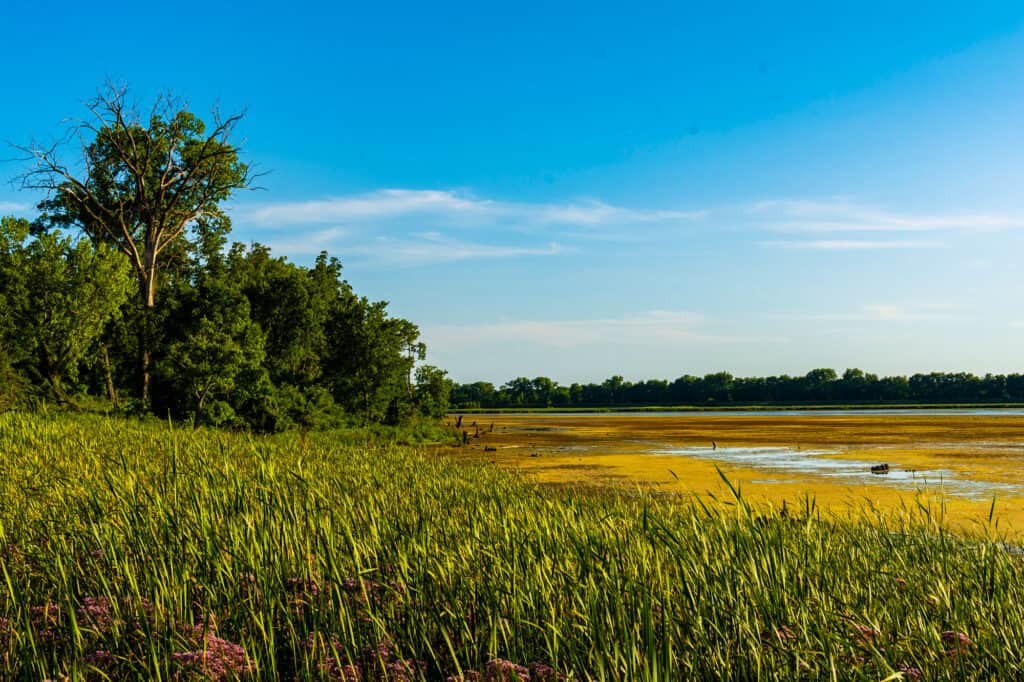 Rifugio degli uccelli acquatici di Dixon, Illinois