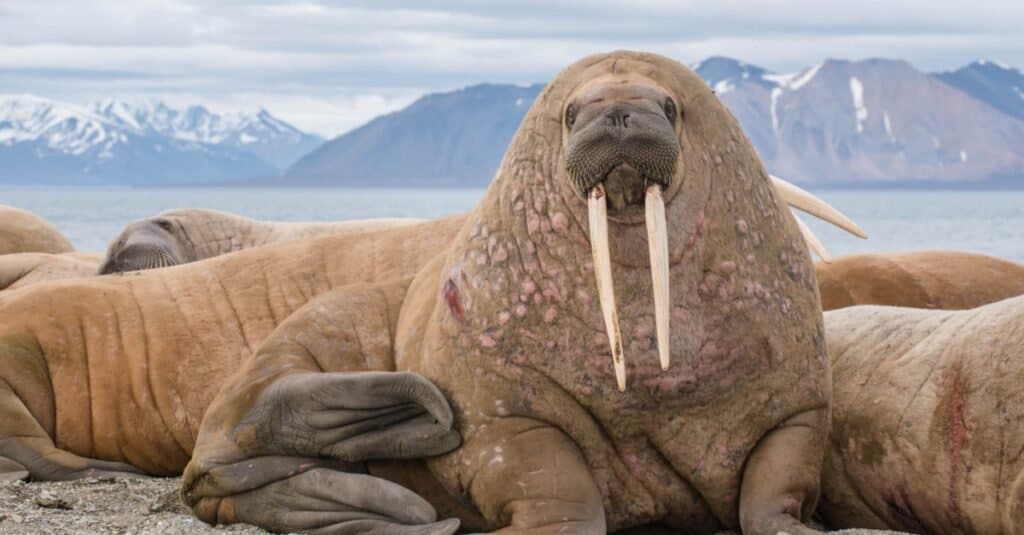 Animali Che Hanno Tusks-Walrus