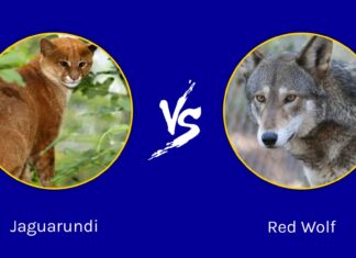 Jaguarundi vs Red Wolf: qual è la differenza?
