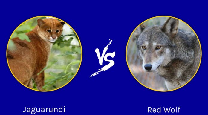Jaguarundi vs Red Wolf: qual è la differenza?
