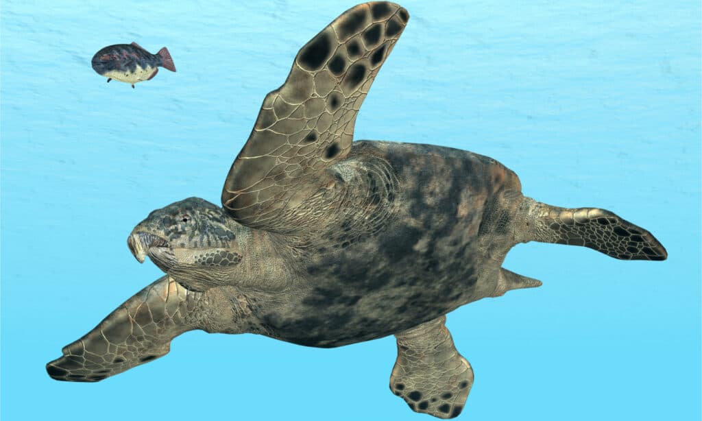 Rendering 3D di una tartaruga Archelon che nuota nell'oceano