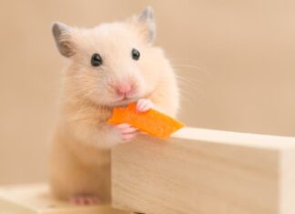 Syrian hamster on a white background