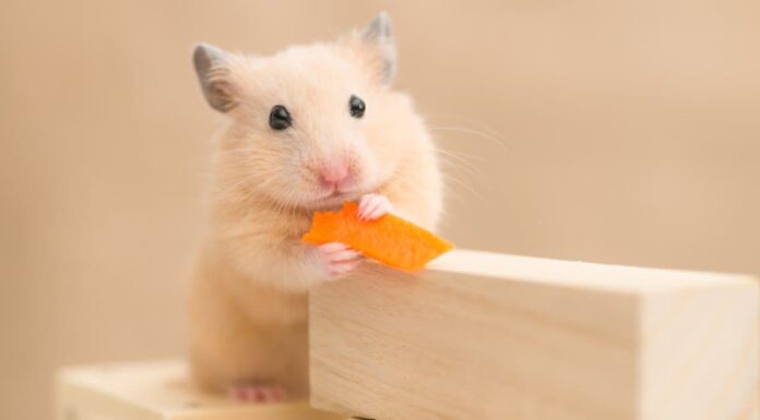 Syrian hamster on a white background