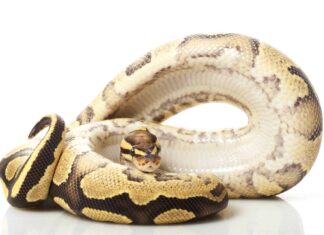 Freeway Ball Python
