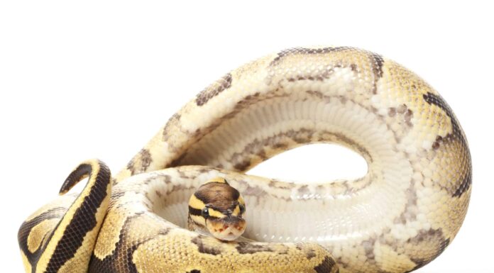 Freeway Ball Python
