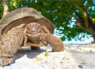 Box Turtle contro tartaruga
