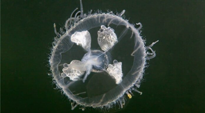 Medusa d'acqua dolce
