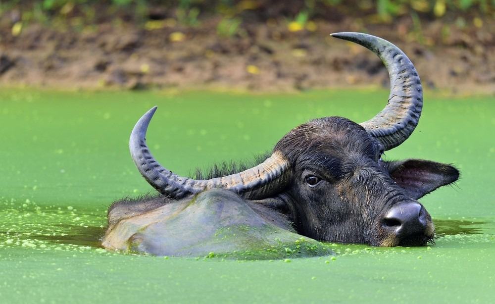Bufalo d'acqua maschio che fa il bagno nello stagno nello Sri Lanka
