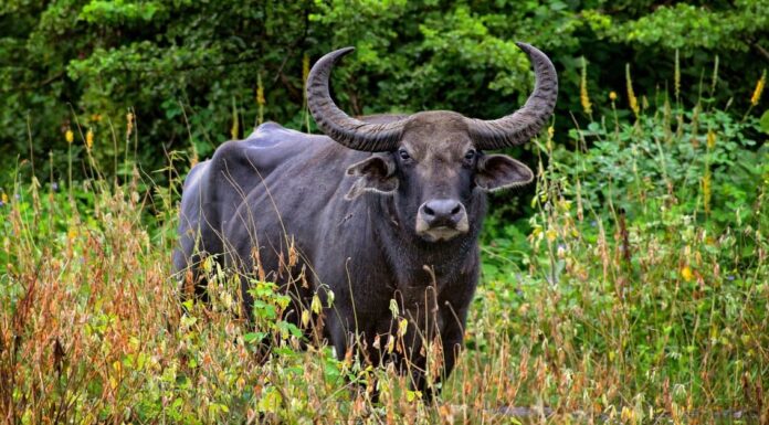 10 incredibili fatti sul bufalo d'acqua
