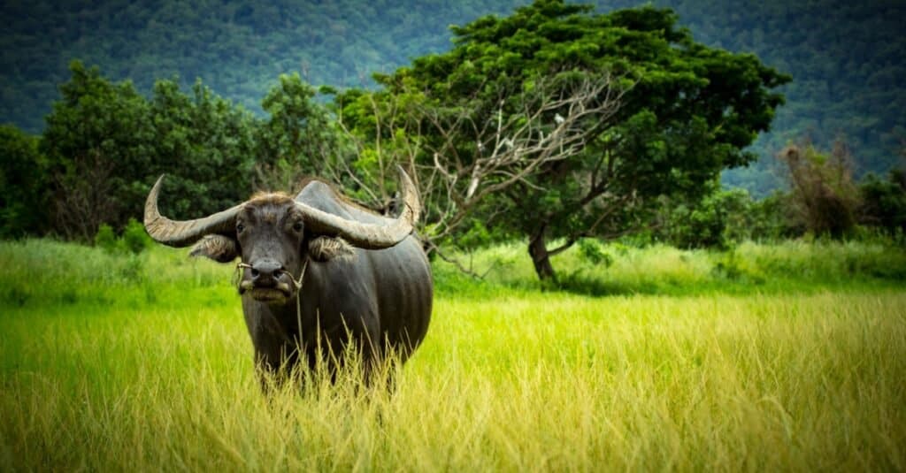 I corni più grandi del mondo: il bufalo asiatico