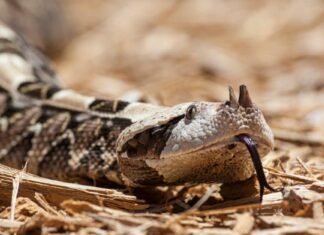 Gaboon viper on the ground