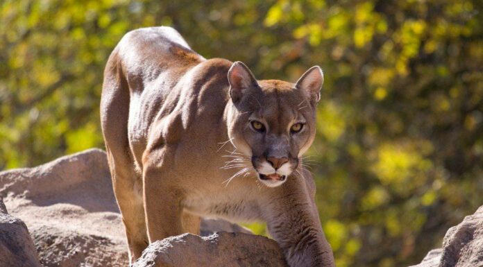 10 incredibili fatti su Puma
