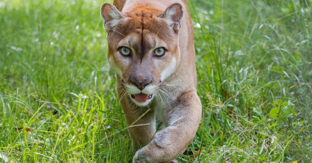 Florida Panther cammina nell'erba alta.
