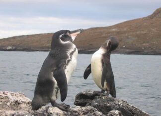 Pinguino delle Galapagos
