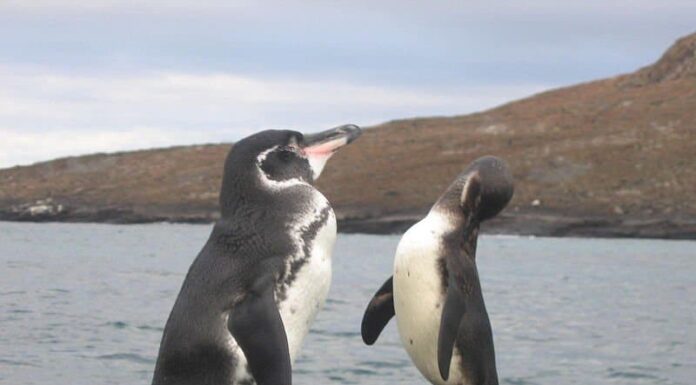 Pinguino delle Galapagos
