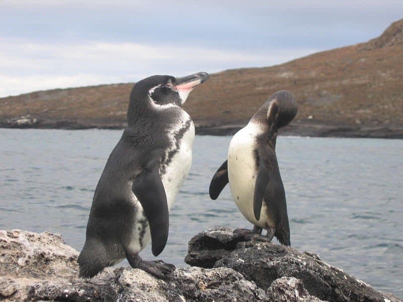 Due pinguini delle Galapagos.  Il pinguino a sinistra è rivolto a destra, e il pinguino a destra sembra pulirsi da solo, con il becco nero rivolto verso il basso e parzialmente sepolto nelle sue piume nere, I pinguini hanno la schiena e la pancia bianca. 