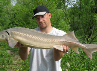 Musky or Muskellunge