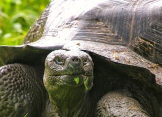 Tartaruga delle Galapagos
