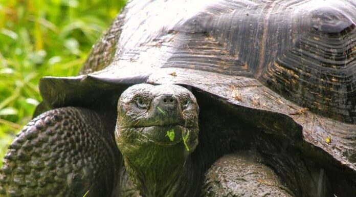 Tartaruga delle Galapagos
