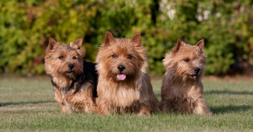 tre norwich terrier in piedi nell'erba