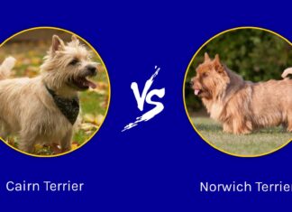 Cairn Terrier vs Norwich Terrier: quali sono le differenze?
