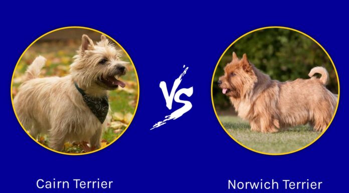 Cairn Terrier vs Norwich Terrier: quali sono le differenze?
