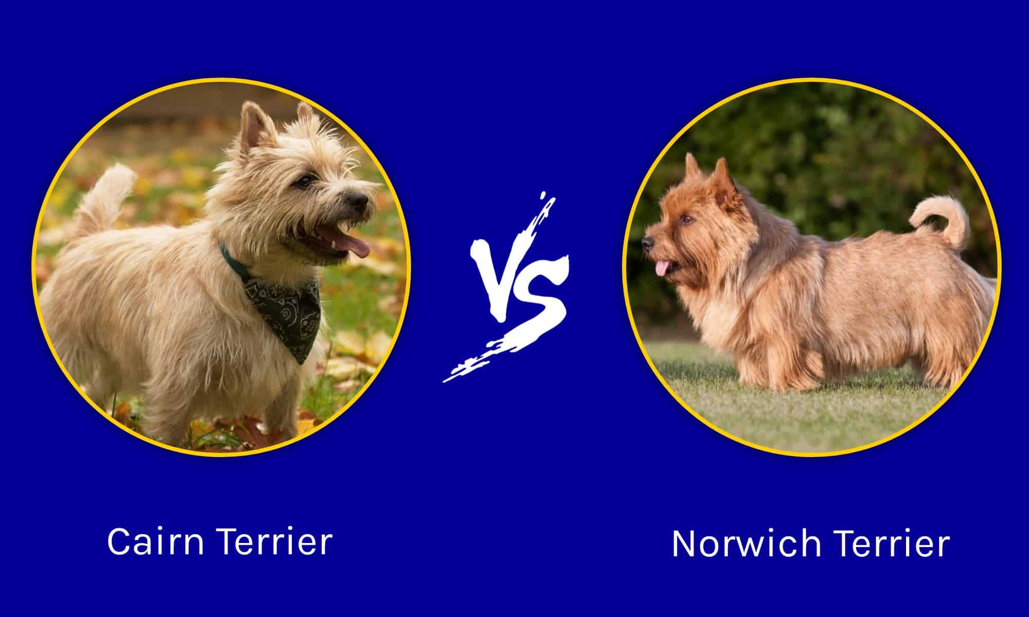Cairn Terrier vs Norwich Terrier quali sono le differenze?