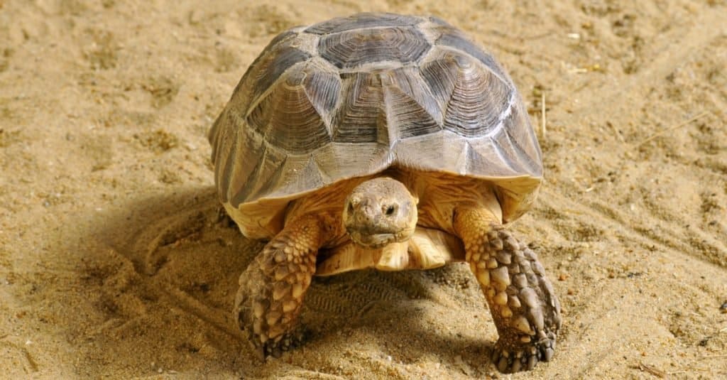 Primo piano della tartaruga sulcata (tartaruga spronata africana) visto faccia a faccia e camminando sulla sabbia.