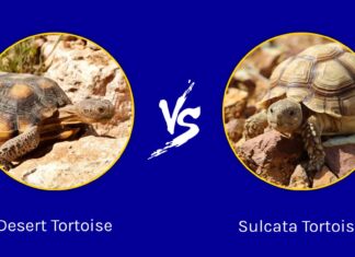 Tartaruga del deserto vs Tartaruga Sulcata: quali sono le differenze?
