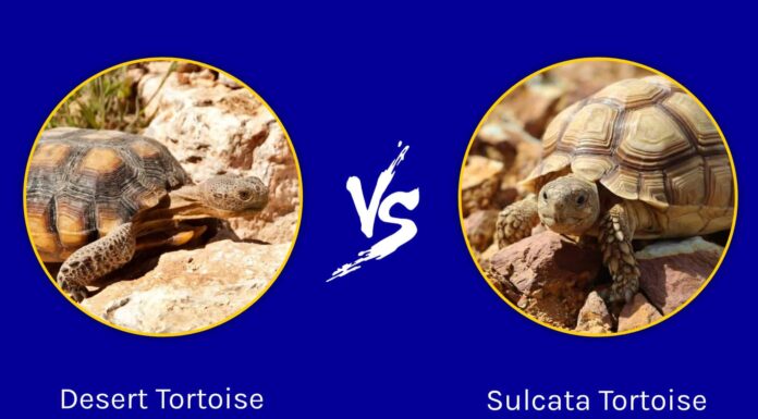 Tartaruga del deserto vs Tartaruga Sulcata: quali sono le differenze?
