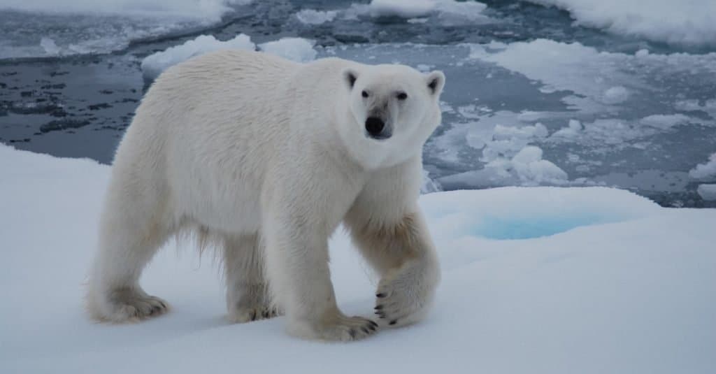 Gli animali più grandi che abbiano mai camminato sulla Terra: l'orso polare