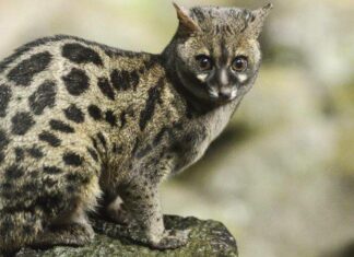 Genet
