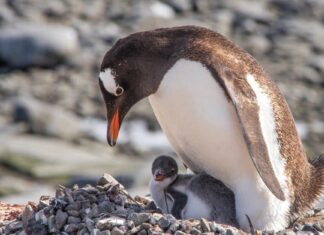 Gentoo Penguin