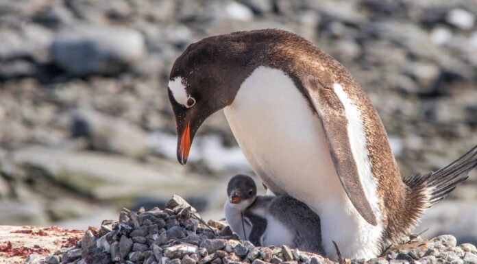 Gentoo Penguin