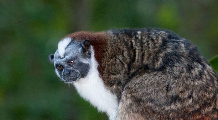 Geoffroy Tamarin
